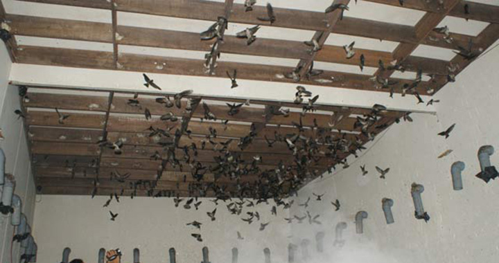 Những lưu ý khi sử dụng và bảo dưỡng máy phun sương cao áp trong nhà yến 