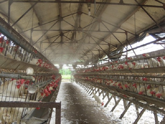 Máy phun sương cũng được ứng dụng trong chăn nuôi- nông nghiệp