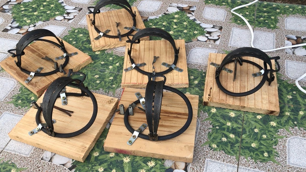 Ưu điểm của dụng cụ Bẫy chim cú mèo do Yến Hòa Phát cung cấp