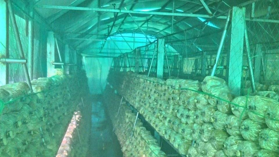 Máy tạo ẩm 2 vĩ 10 mắt cải thiện năng suất và chất lượng nhà nấm 