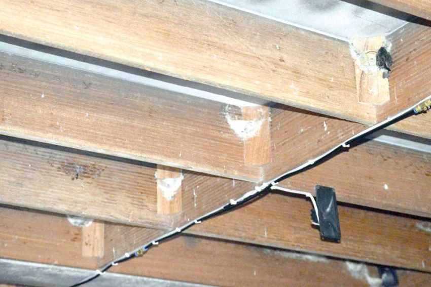 Mạt nhà yến, hay còn gọi là rệp yến, là loài ký sinh trùng nhỏ bé, thường ẩn náu trong các khe nứt, vách tường, tổ yến và trên cơ thể chim yến.