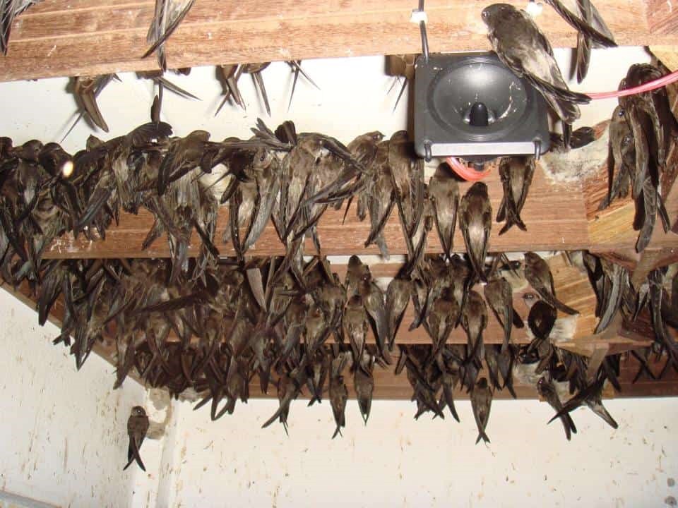 Thiết Bi Nhà Yến Hòa Phát